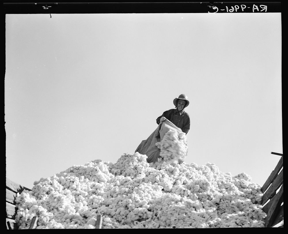Cotton. San Joaquin Valley, California by Dorothea Lange