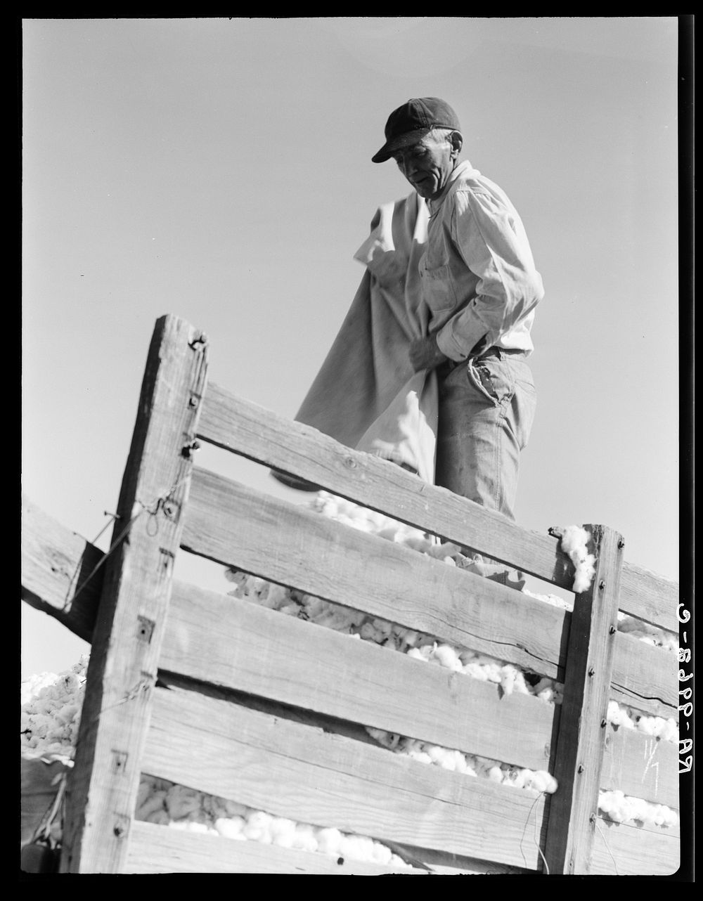 Loading cotton. Southern San Joaquin Valley, California. Sourced from the Library of Congress.
