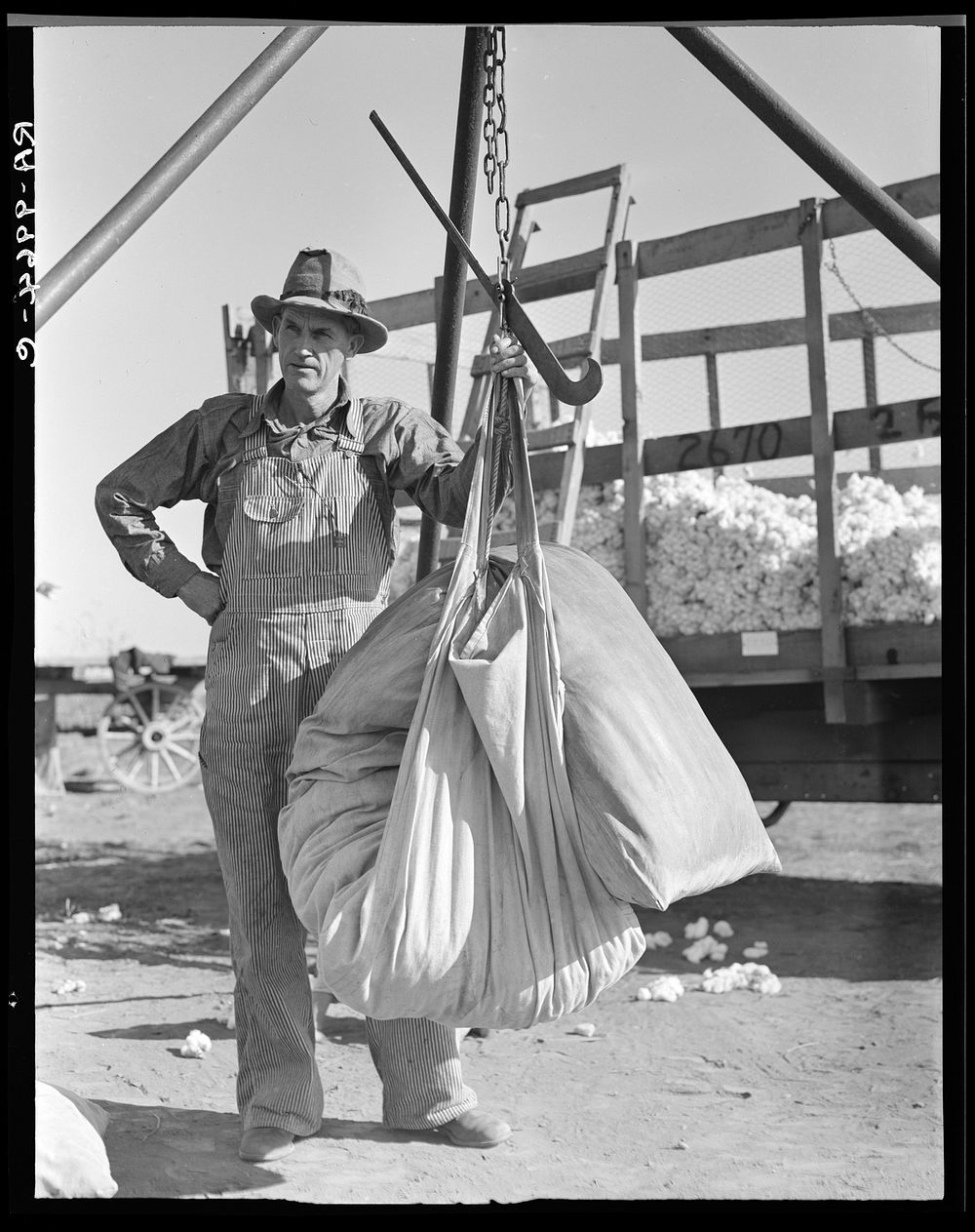 Weighing in cotton. Southern San Joaquin Valley, California. Sourced from the Library of Congress.