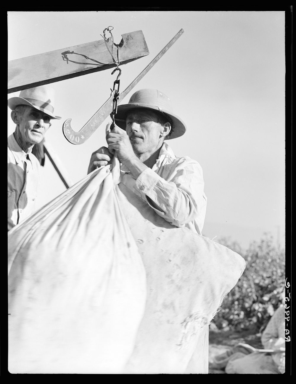 Weighing in cotton. Southern San Joaquin Valley, California. Sourced from the Library of Congress.