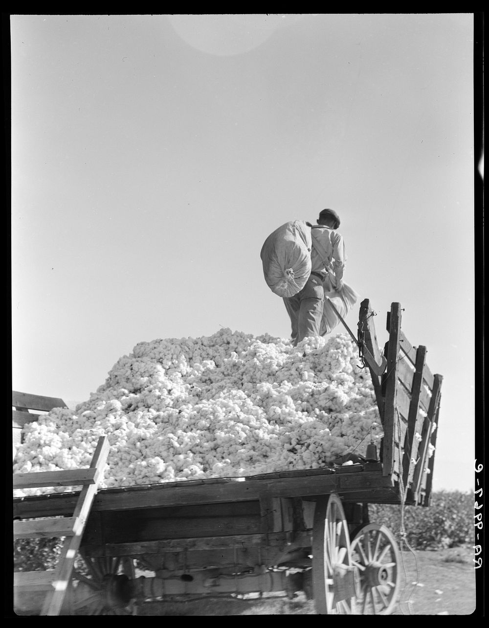 Loading cotton. Southern San Joaquin Valley, California. Sourced from the Library of Congress.