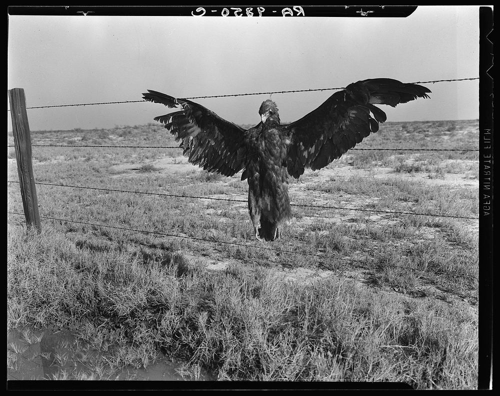 A very blue eagle. Along California highway by Dorothea Lange