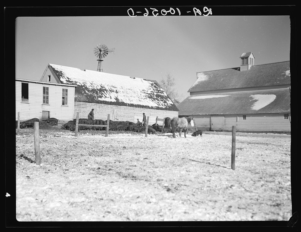 A section of Harry Madsen farm near Dickens, Iowa. Hired men are feeding the hogs. This farm is of three hundred sixty…