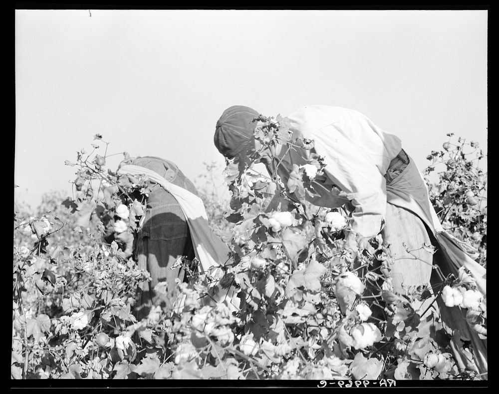 Picking cotton. San Joaquin Valley, California. Sourced from the Library of Congress.