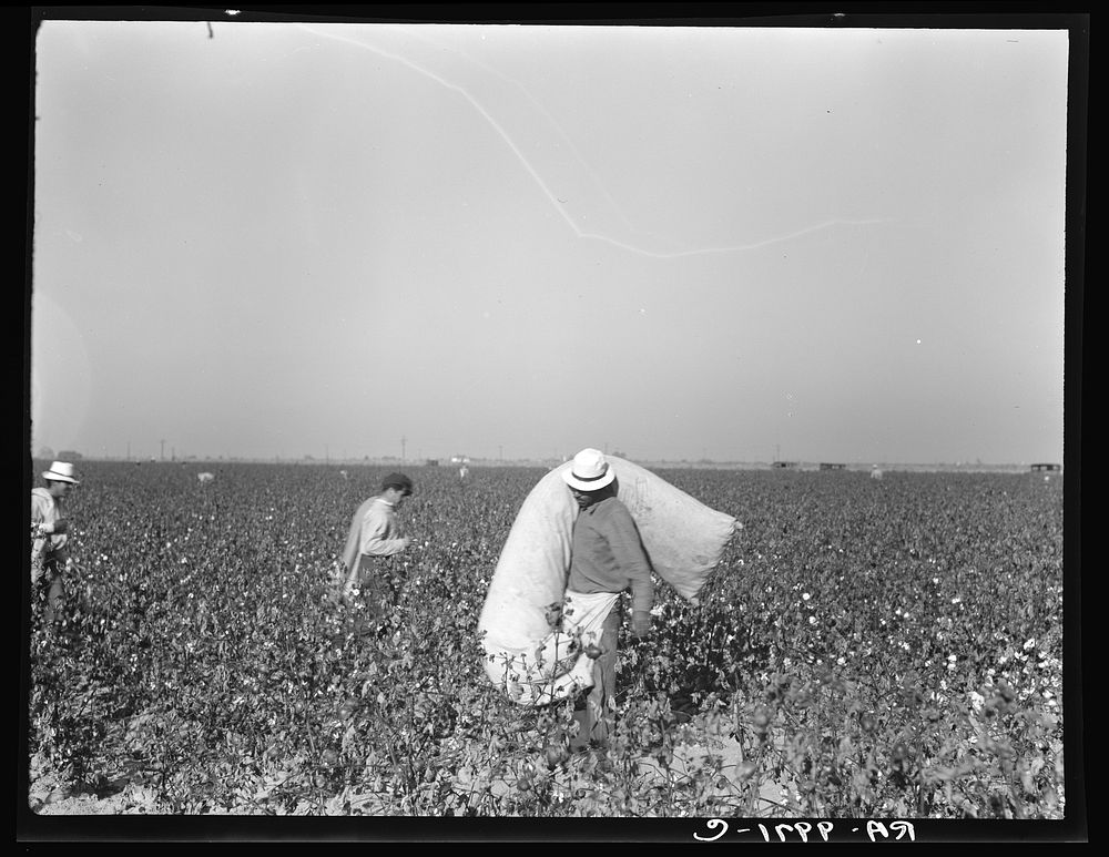 Pickers in cotton field. Southern San Joaquin Valley, California. Sourced from the Library of Congress.