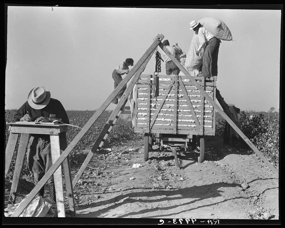 Loading cotton. San Joaquin Valley, California. Sourced from the Library of Congress.