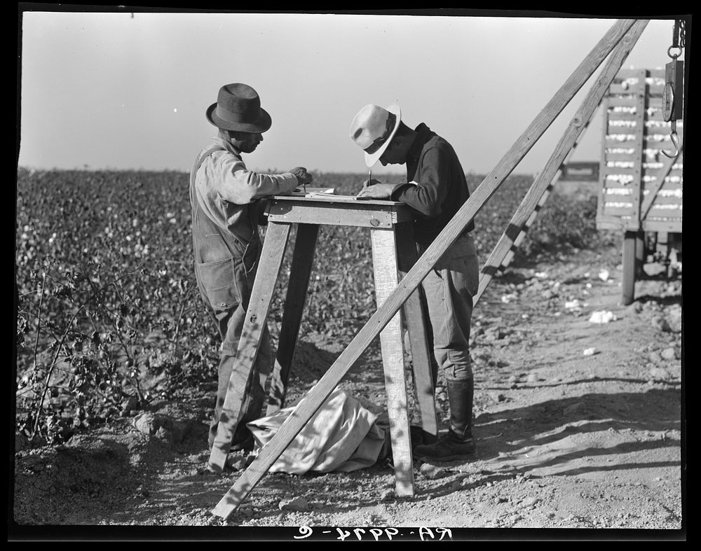 Cotton checkers. San Joaquin Valley, California. Sourced from the Library of Congress.