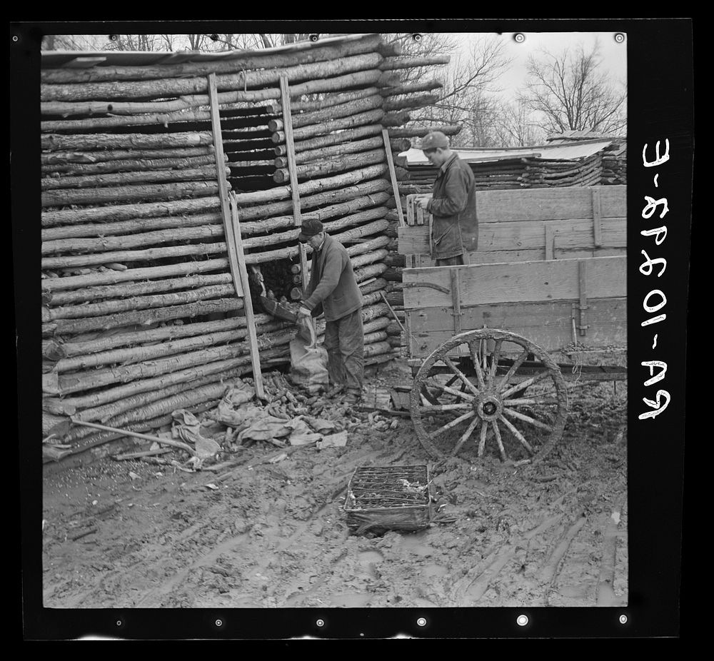 Men removing water-logged corn from crib after flood. Port Township, Posey County, Indiana by Russell Lee
