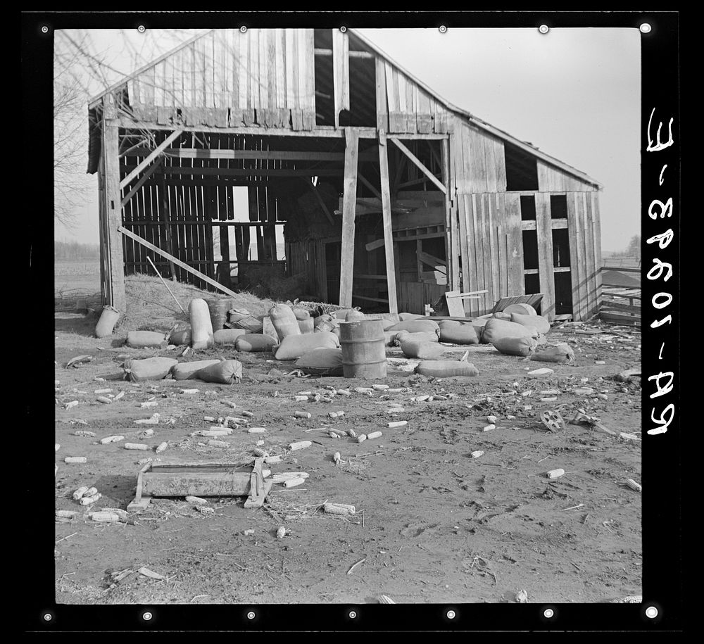 Sacks of grain and corn strewn around farm after flood. Posey County, Indiana by Russell Lee