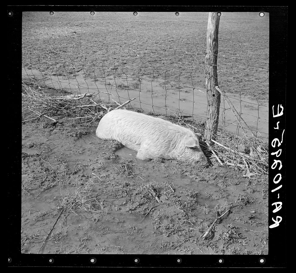 Hog drowned in the flood and half buried underground. Black Township, Posey County, Indiana by Russell Lee