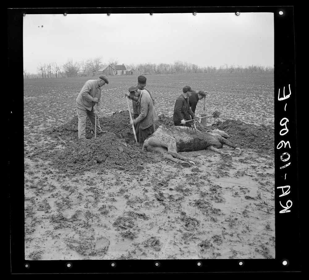 Digging grave for drowned mule. Posey County, Indiana by Russell Lee