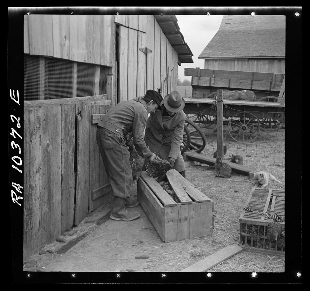 Packing chickens in crates during moving operations of Everett Shoemaker, tenant farmer. Near Shadeland, Indiana by Russell…