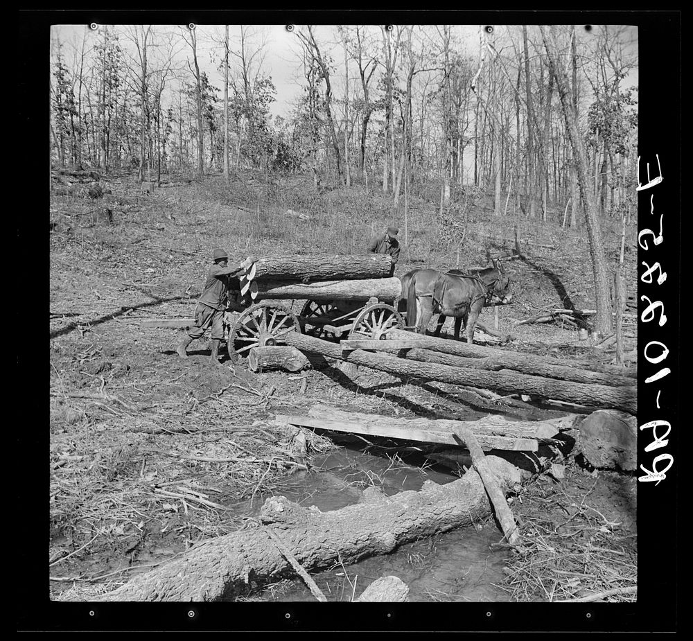 Logs are brought from the timber tract by horse and wagon and rolled upon the runway to the sawmill at Omaha, Illinois by…