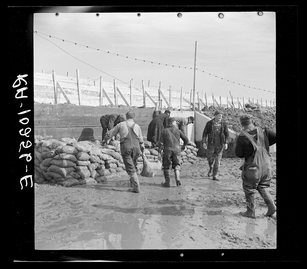 Piling sandbags along the levee during the height of the flood. Cairo, Illinois by Russell Lee