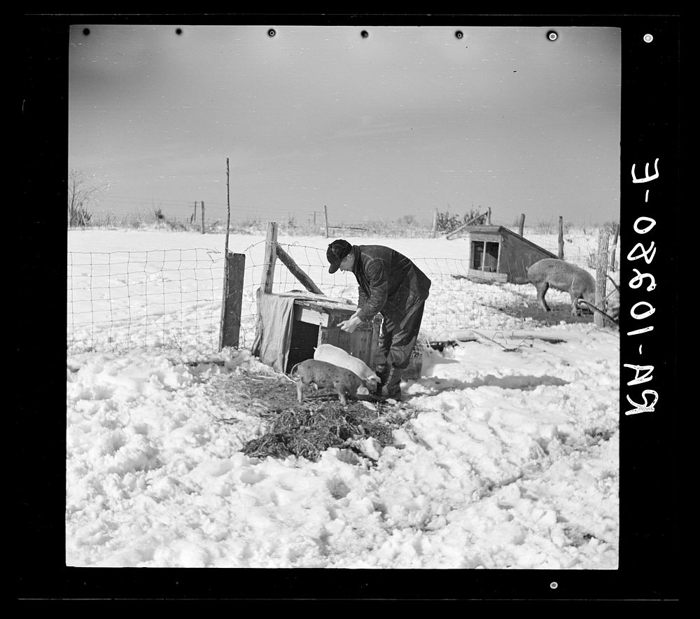 Oscar Gaither, tenant farmer near McLeansboro, Illinois, feeding his pigs by Russell Lee