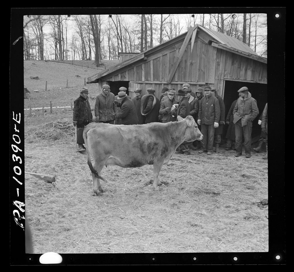 Auctioning a cow at Frank Sheroan's closing-out sale near Montmorenci, Indiana by Russell Lee