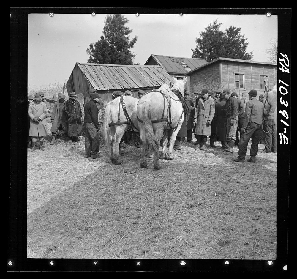 A team of horses being auctioned off at the closing-out sale of Frank Sheroan, tenant farmer. Near Montmorenci, Indiana by…