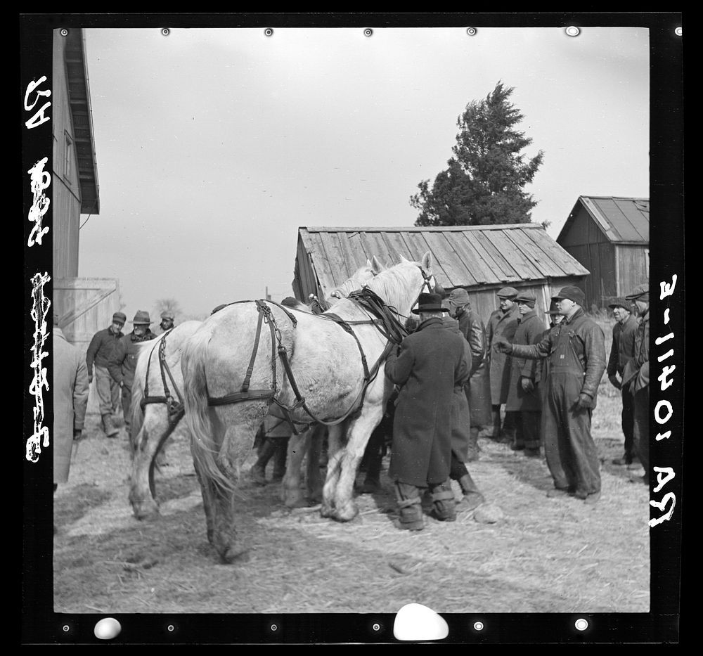 Auctioning off a team of horses at the closing-out sale of Frank Sheroan, tenant farmer, Near Montmorenci, Indiana by…