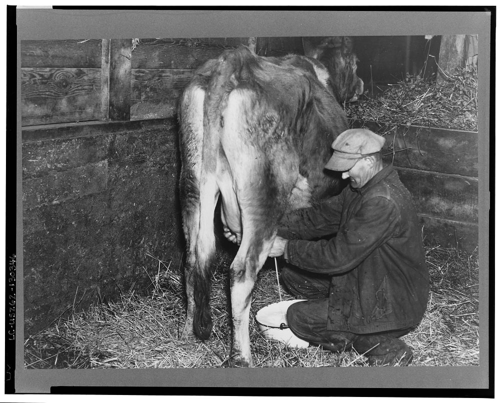 Tip Estes, tenant farmer near Fowler, Indiana, milking a cow by Russell Lee