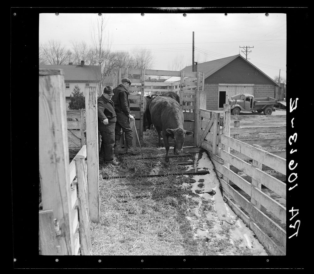 Cattle being unloaded from a truck. Aledo, Illinois by Russell Lee