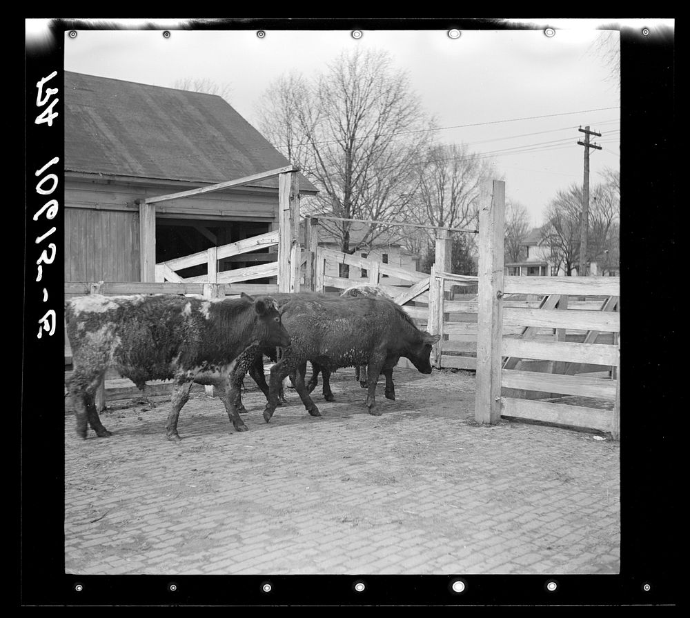 Cattle being driven to the weighing scales. Aledo stockyards, Illinois by Russell Lee