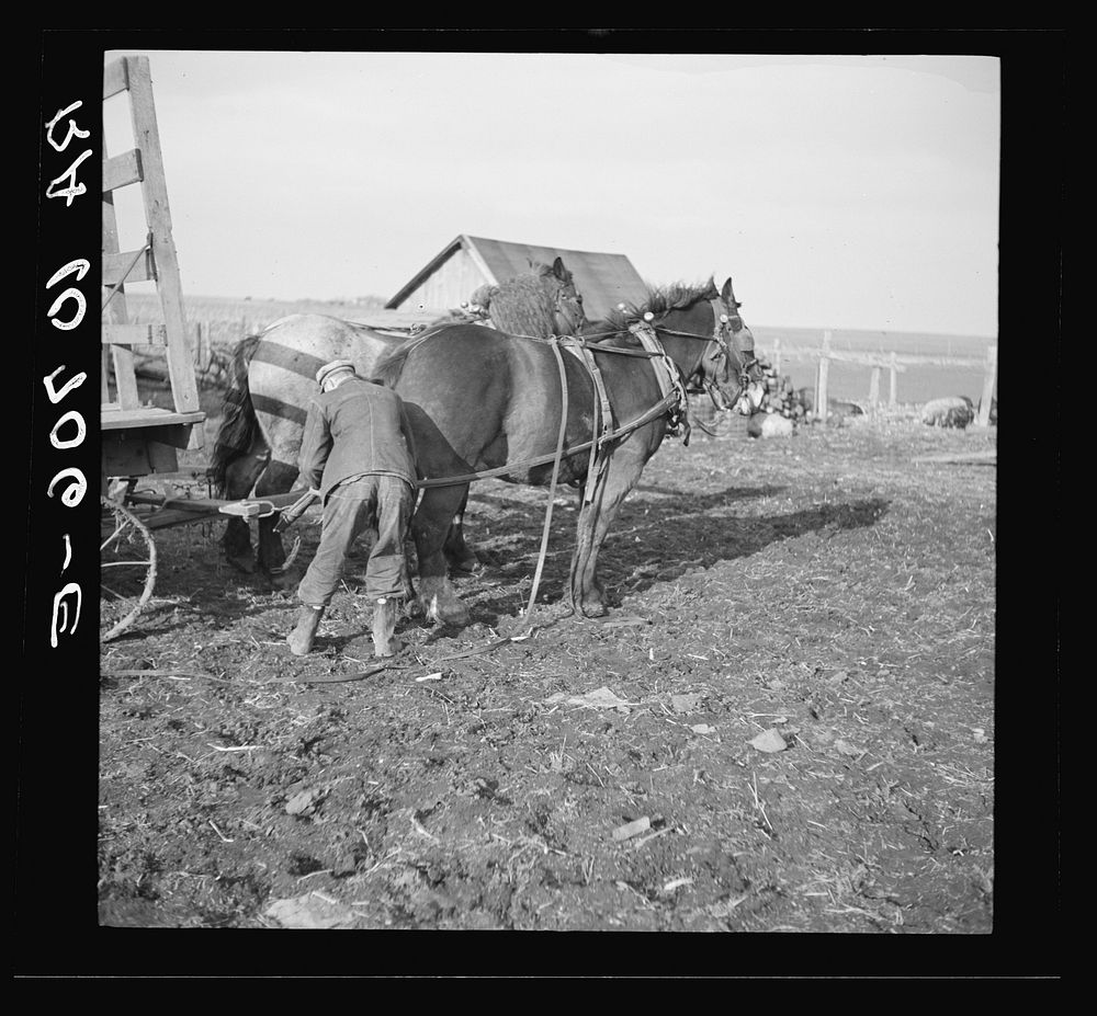 Tip Estes hitching horses to a wagon. Near Fowler, Indiana by Russell Lee