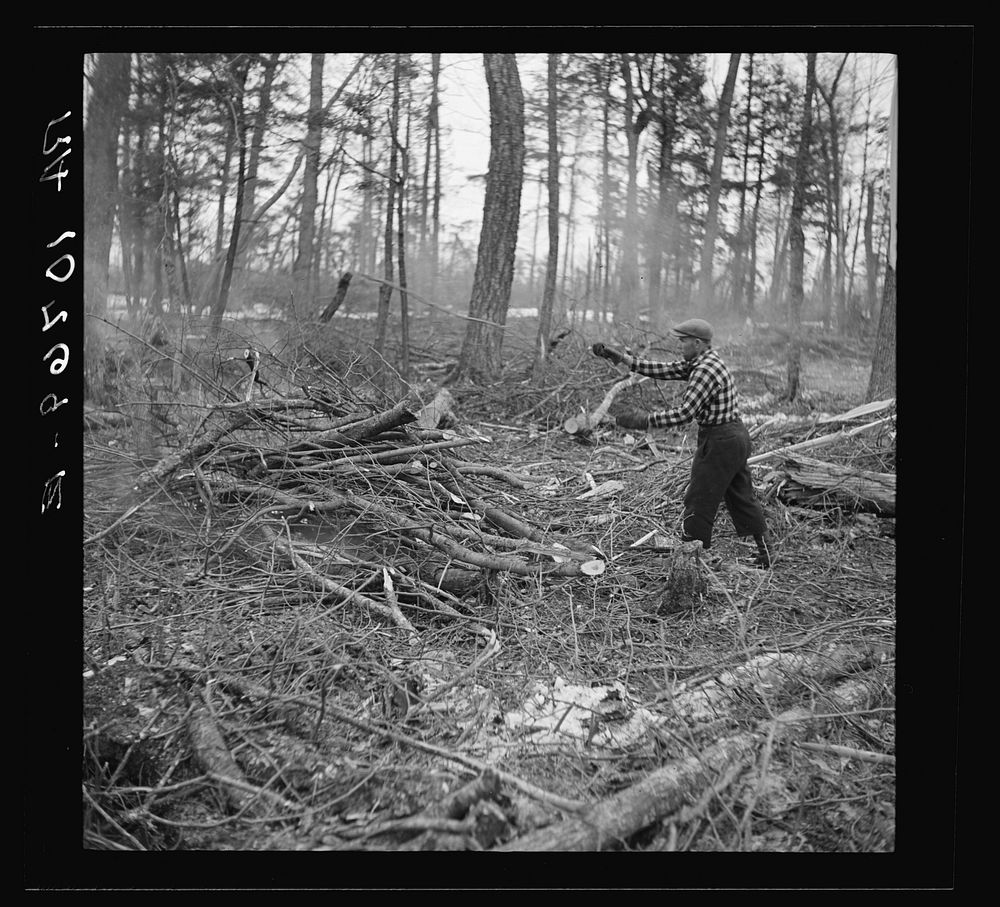 Lumberjack cleaning up brush and burning it at a camp in Forest County, Wisconsin by Russell Lee