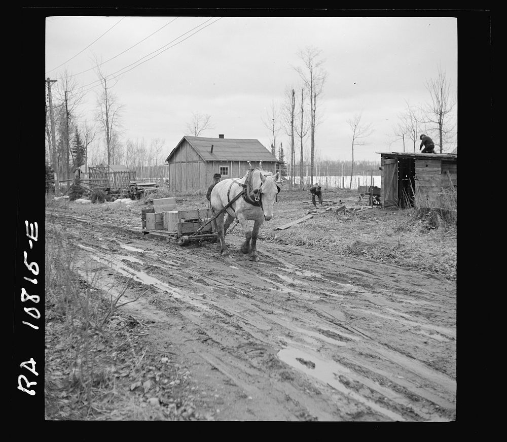 The roads are so bad to the transient camp at Hagerman Lake, Michigan, that it is necessary to haul supplies by mud sled for…
