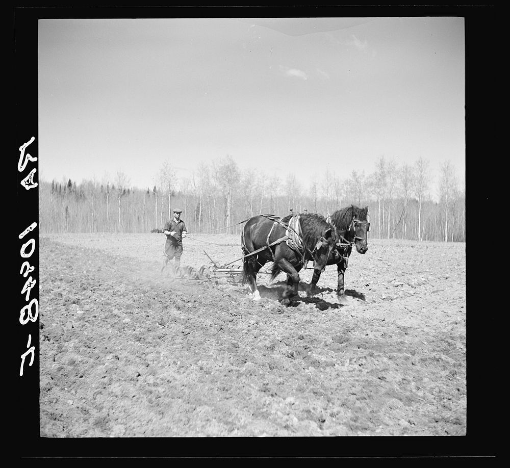 Working in the field of a cut-over farm near Mansfield, Michigan by Russell Lee