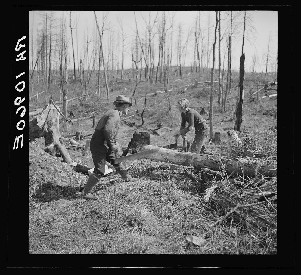 Lon Allen and daughter sawing log on farm near Iron River. It is a common practice for both sexes to work together in…