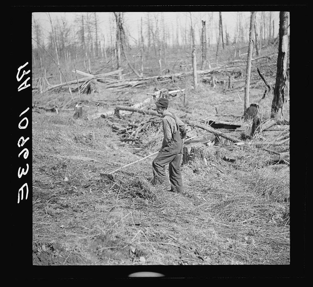 Lon Allen's son raking brushings from land which will be planted in potatoes. Near Iron River, Michigan by Russell Lee