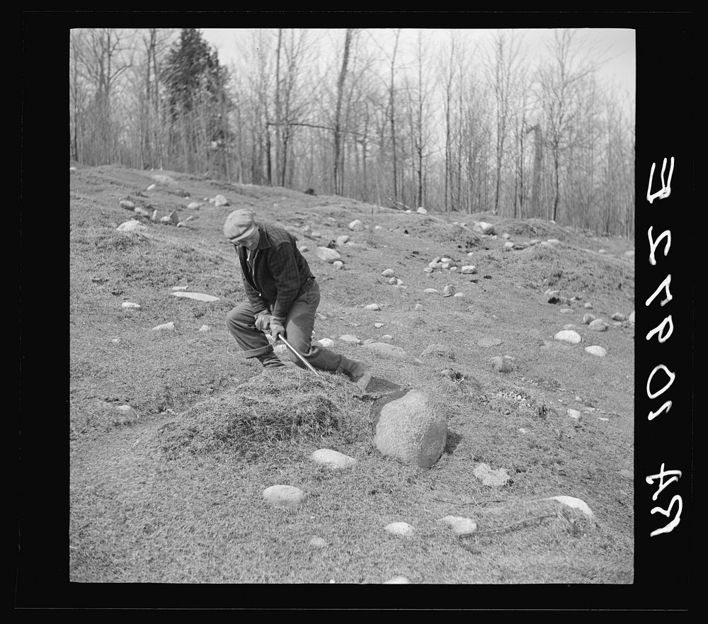 The common method of removing stones from cut-over land is by use of the crowbar. Near Caspian, Michigan by Russell Lee