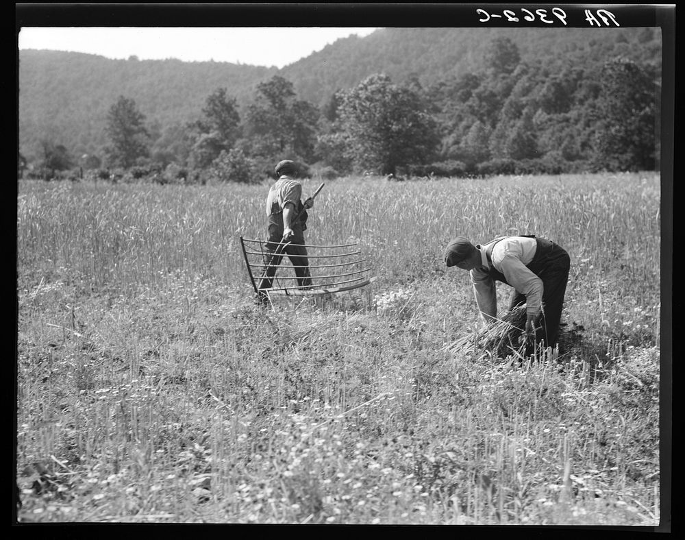 [Untitled photo, possibly related to: Men cradling wheat in eastern Virginia near Sperryville]. Sourced from the Library of…