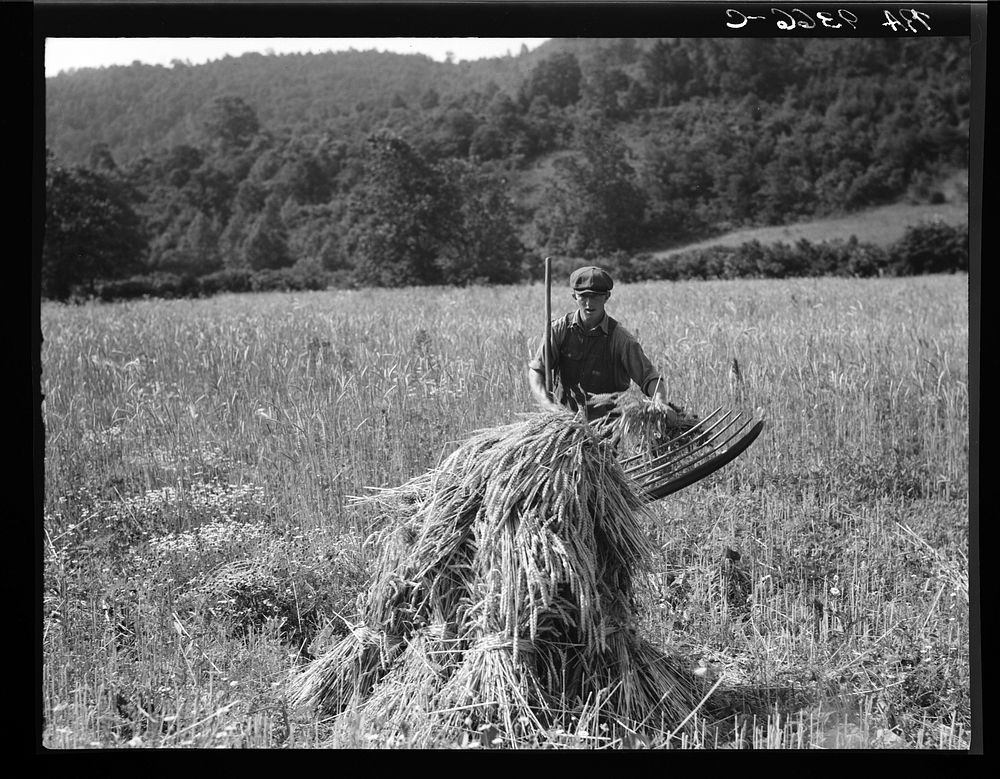 [Untitled photo, possibly related to: Cradling wheat near Sperryville, Virginia. A hand binder follows the mower. These men…