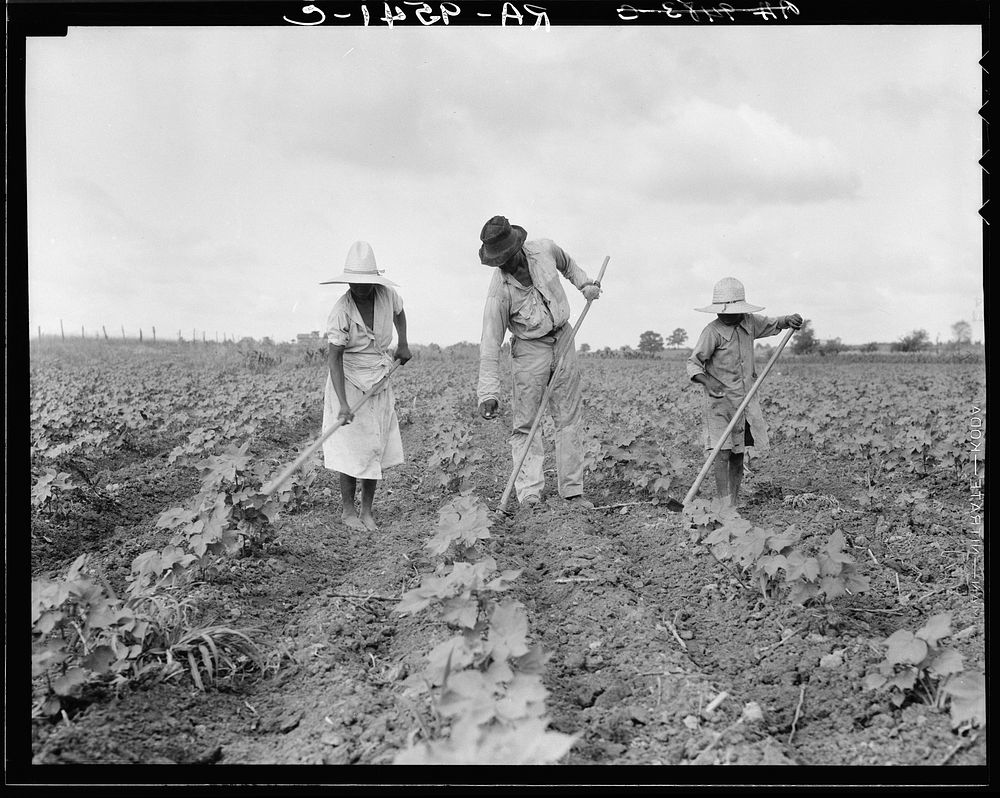 A  tenant farmer and several members of his family hoeing cotton on their farm in Alabama by Dorothea Lange