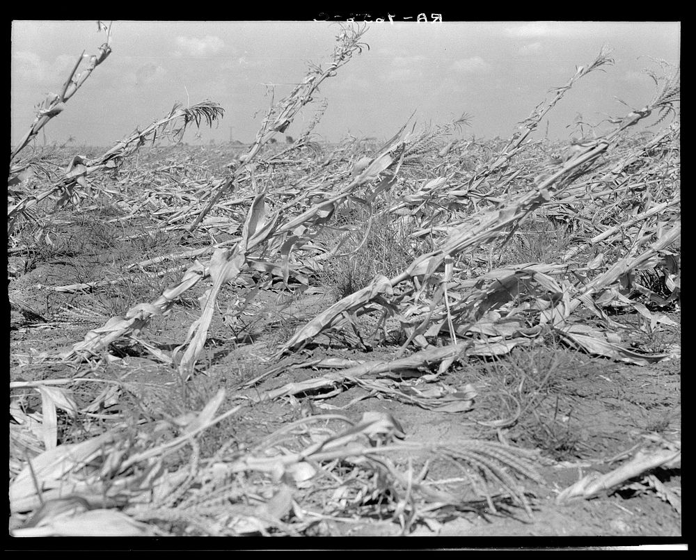 [Untitled photo, possibly related to: Corn, dried up and lying in the field. The temperature was over one hundred degrees.…