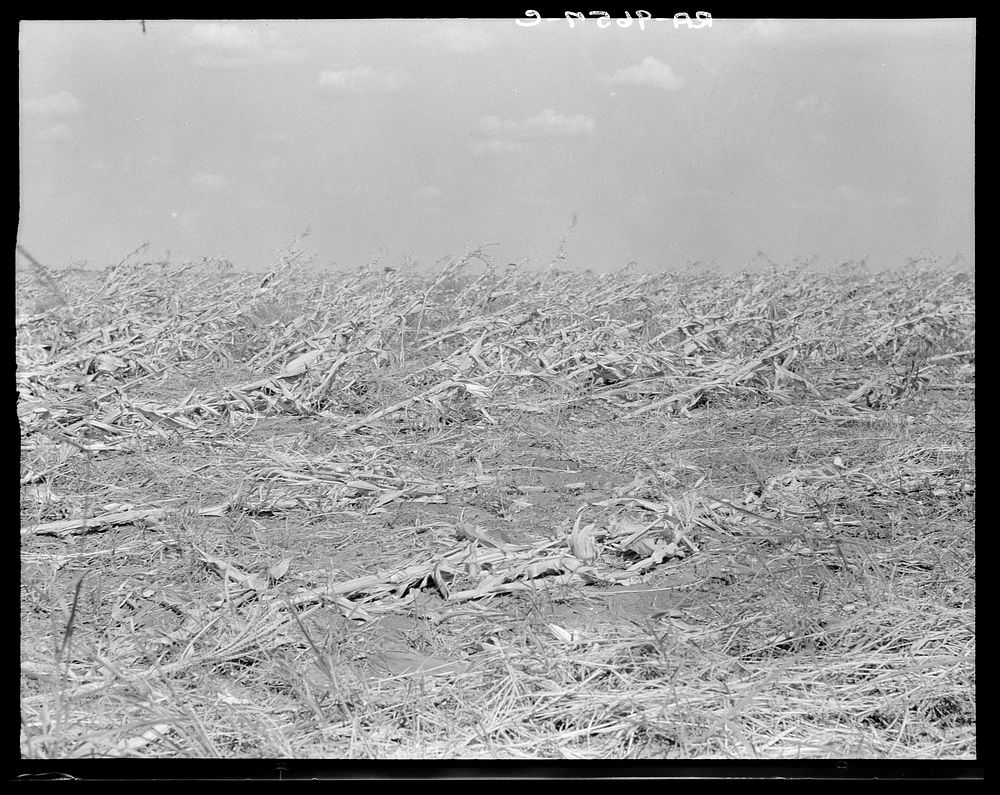 [Untitled photo, possibly related to: Corn, dried up and lying in the field. The temperature was over one hundred degrees.…