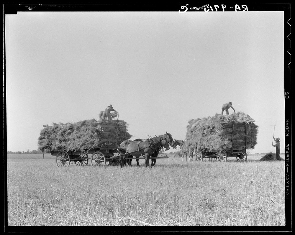 [Untitled photo, possibly related to: Harvesting oats. Clayton, Indiana] by Dorothea Lange