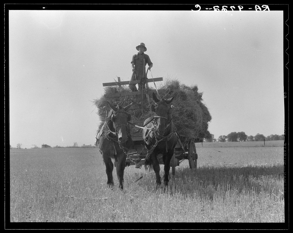 [Untitled photo, possibly related to: The threshing of oats. Clayton, Indiana, south of Indianapolis] by Dorothea Lange