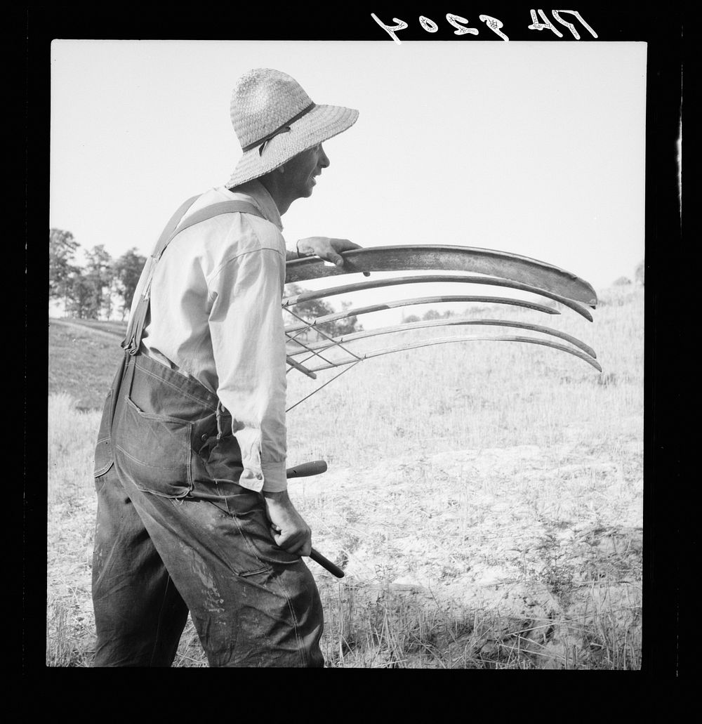 [Untitled photo, possibly related to: Cradling wheat near Christianburg, Virginia]. Sourced from the Library of Congress.