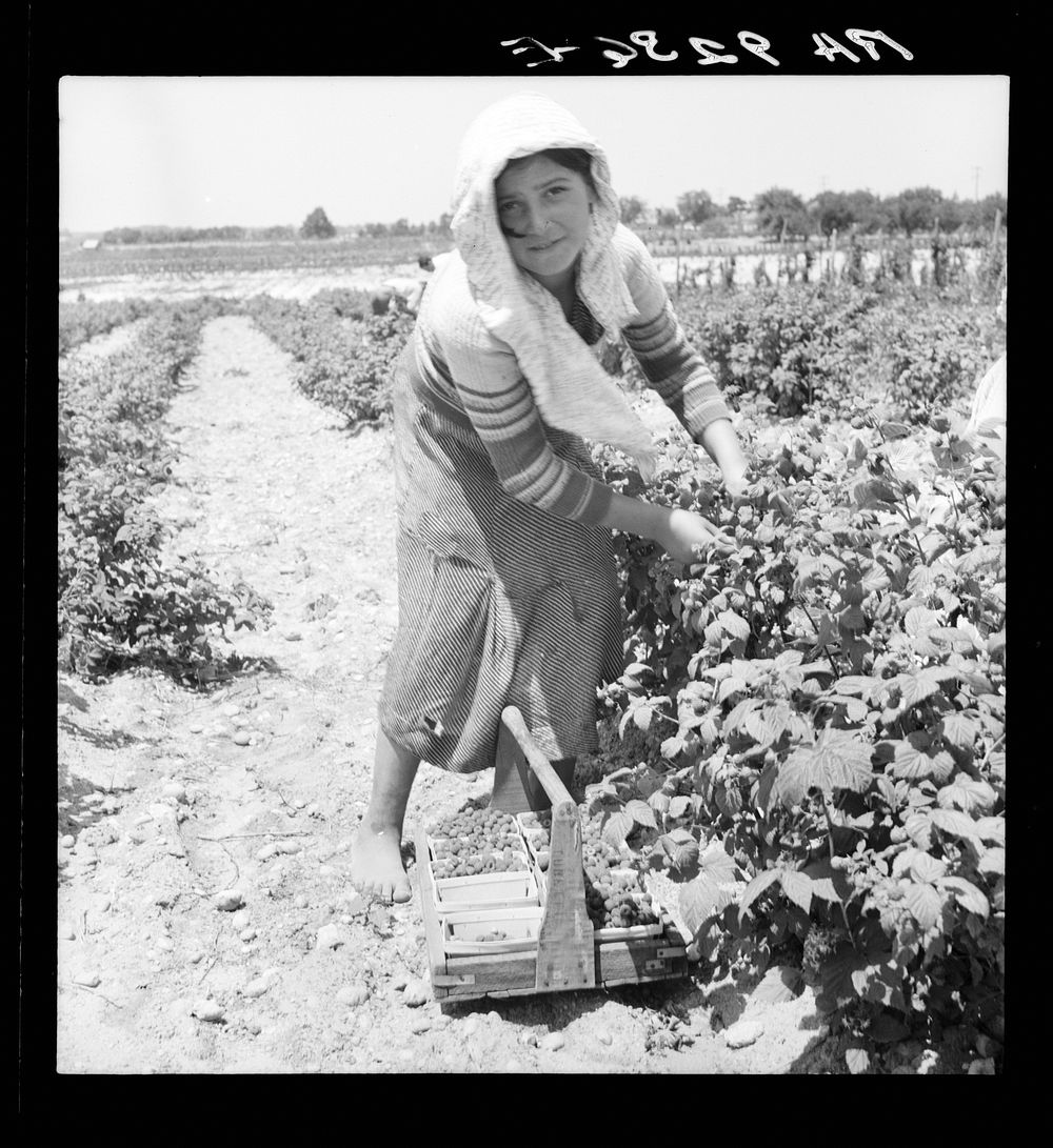 [Untitled photo, possibly related to: Migrants from Delaware picking berries in southern New Jersey]. Sourced from the…