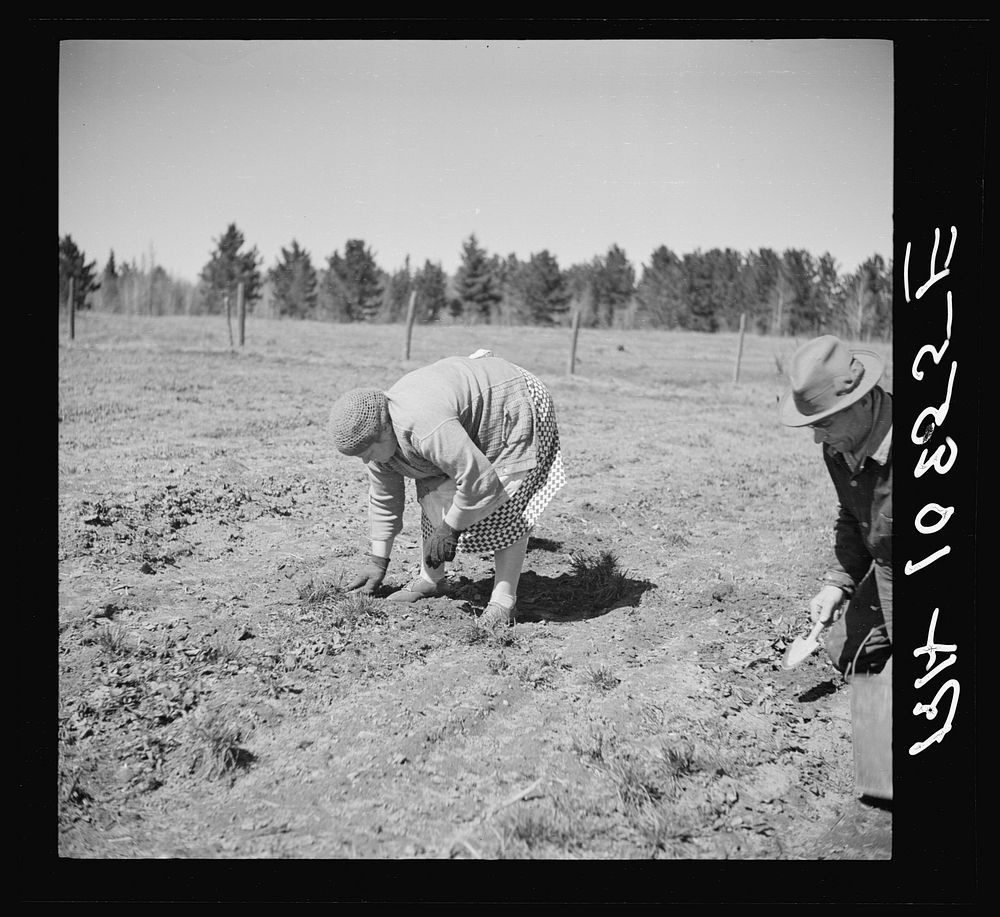 [Untitled photo, possibly related to: Husband and wife weed strawberries in this three-acre field near Mansfield, Michigan]…