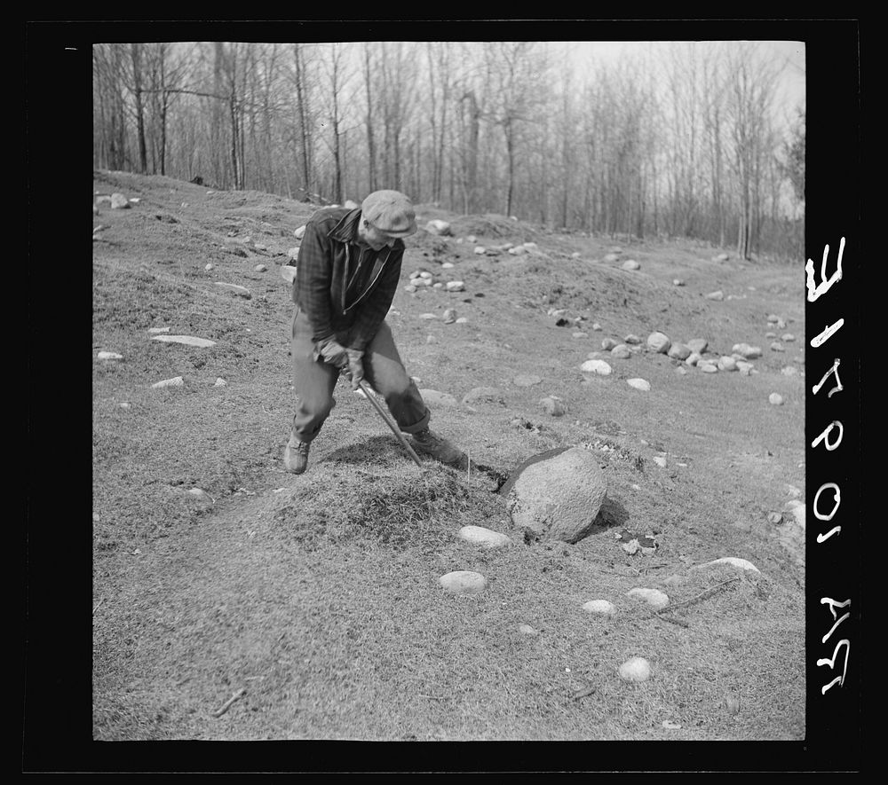 [Untitled photo, possibly related to: The common method of removing stones from cut-over land is by use of the crowbar. Near…