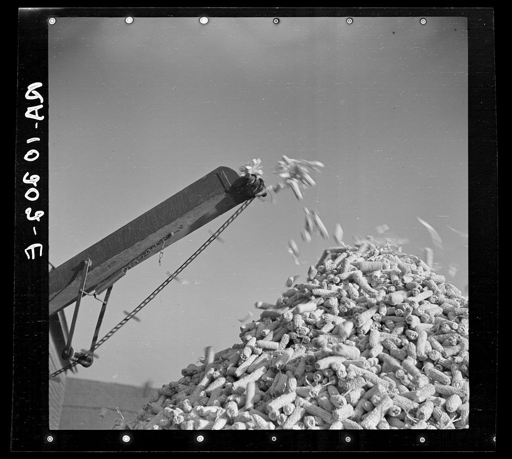 [Untitled photo, possibly related to: Cornsheller throwing cobs on pile. Illinois] by Russell Lee