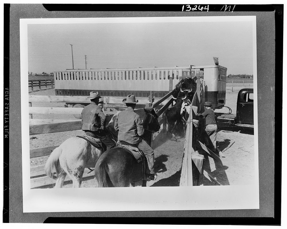 Brawley, California. Loading cattle into trailer for shipment to market by Russell Lee