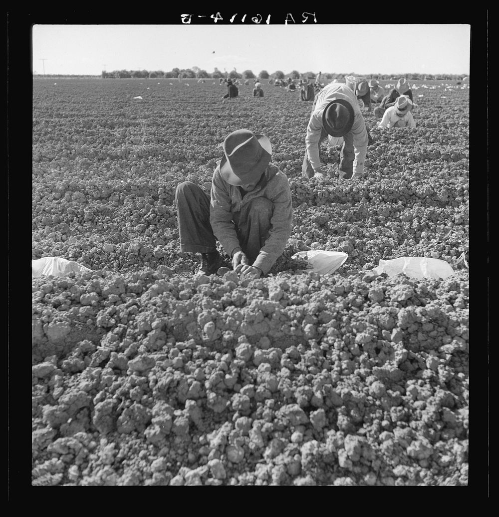 The kind of work drought refugees and Mexicans do in the Imperial Valley, California. Planting cantaloupe. Sourced from the…