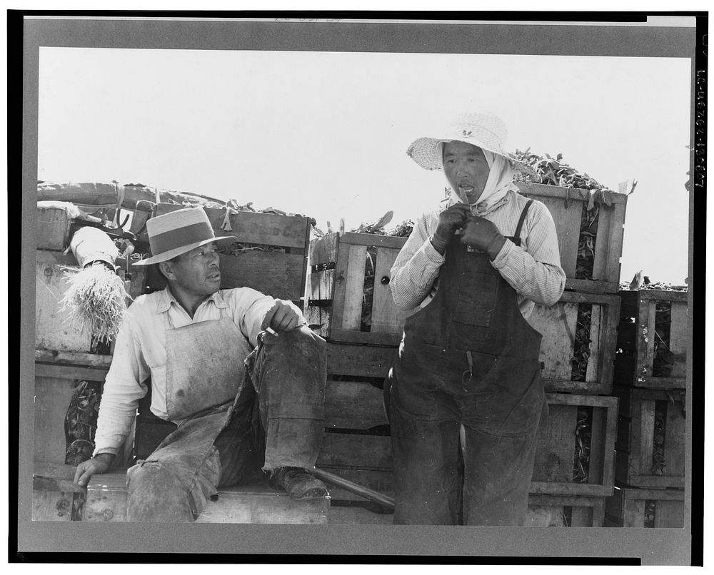 Japanese agricultural workers packing broccoli near Guadalupe, California. Sourced from the Library of Congress.