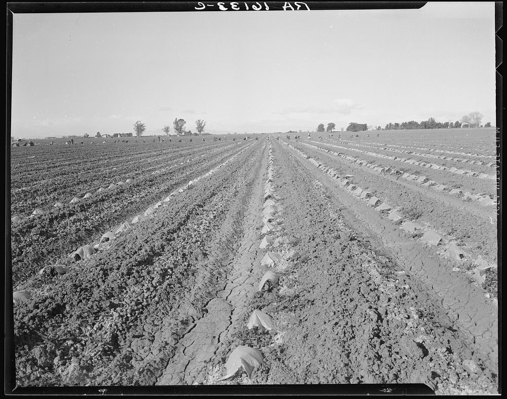 Capped cantaloupe. Imperial Valley, California. Sourced from the Library of Congress.