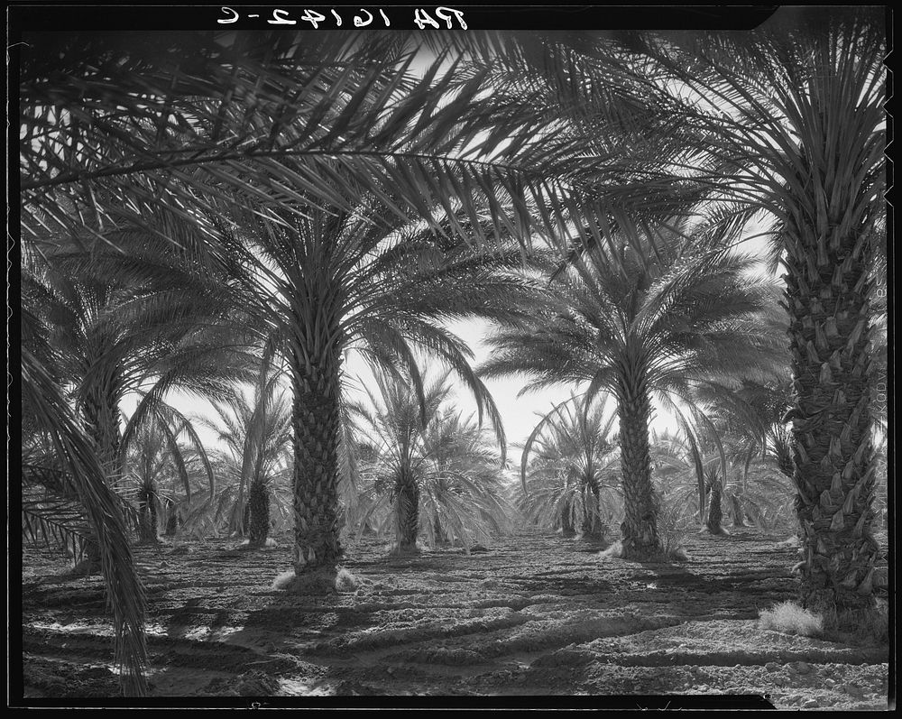Date palms. Coachella Valley, California by Dorothea Lange