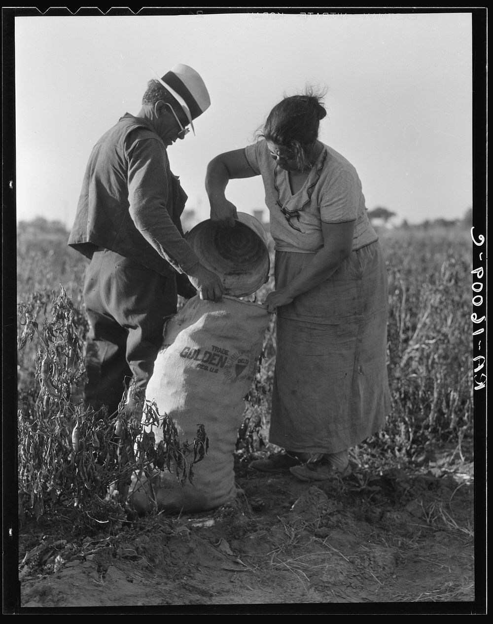 Mexican townfolk sacking peppers near Stockton, California. Sourced from the Library of Congress.